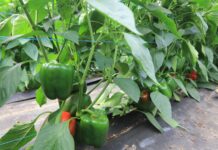 Abakara – potencjał odmiany w projekcie Papryka #ShelfLife