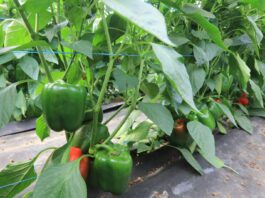 Abakara – potencjał odmiany w projekcie Papryka #ShelfLife