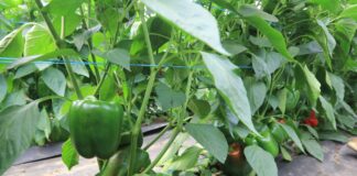 Abakara – potencjał odmiany w projekcie Papryka #ShelfLife