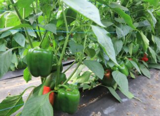 Abakara – potencjał odmiany w projekcie Papryka #ShelfLife