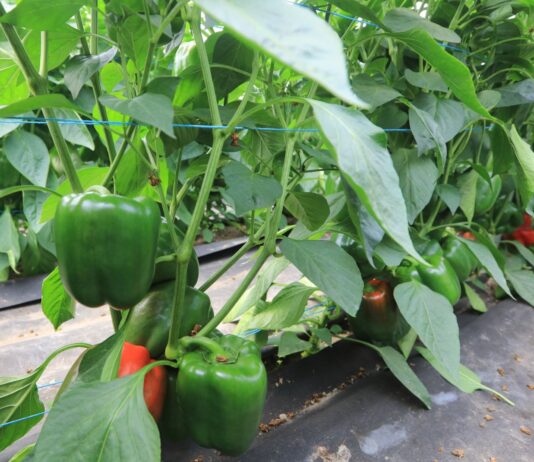 Abakara – potencjał odmiany w projekcie Papryka #ShelfLife