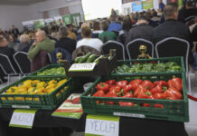 Przyszłość upraw papryki na południowym Mazowszu. Kontraktacja? To się raczej nie uda!