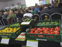 Przyszłość upraw papryki na południowym Mazowszu. Kontraktacja? To się raczej nie uda!