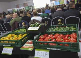 Przyszłość upraw papryki na południowym Mazowszu. Kontraktacja? To się raczej nie uda!