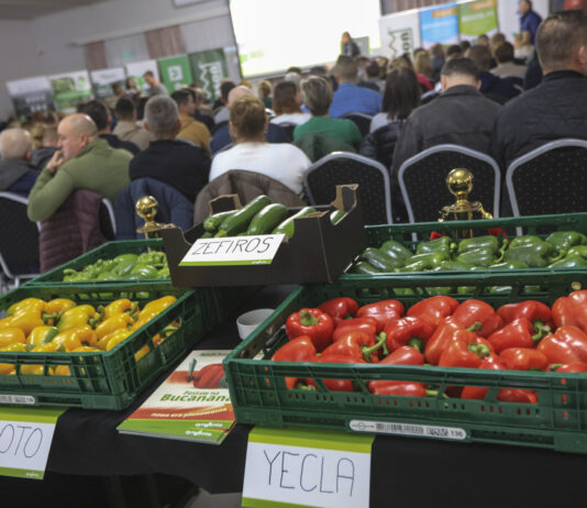 Przyszłość upraw papryki na południowym Mazowszu. Kontraktacja? To się raczej nie uda!