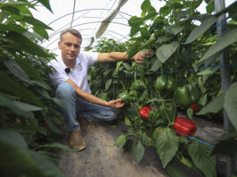 Papryka ShelfLife. Wybieramy odmiany papryki na sezon 2026, cz. I