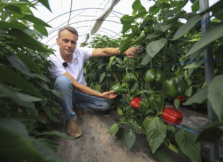 Papryka ShelfLife. Wybieramy odmiany papryki na sezon 2026, cz. I