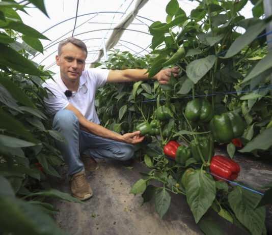 Papryka ShelfLife. Wybieramy odmiany papryki na sezon 2026, cz. I