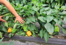 Żółte papryki od Syngenty. Kioto czy Kiiroi?