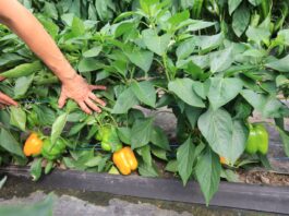 Żółte papryki od Syngenty. Kioto czy Kiiroi?