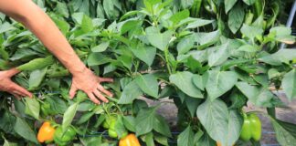 Żółte papryki od Syngenty. Kioto czy Kiiroi?