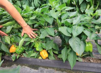 Żółte papryki od Syngenty. Kioto czy Kiiroi?