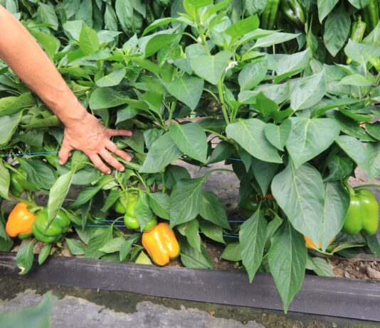 Żółte papryki od Syngenty. Kioto czy Kiiroi?