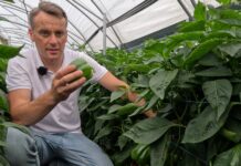 Nowa, wysokoplenna odmiana papryki od Syngenta Polska już w sprzedaży