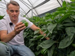 Nowa, wysokoplenna odmiana papryki od Syngenta Polska już w sprzedaży