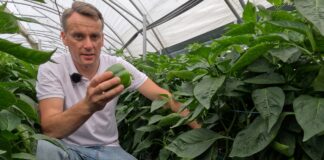 Nowa, wysokoplenna odmiana papryki od Syngenta Polska już w sprzedaży