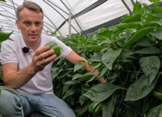 Nowa, wysokoplenna odmiana papryki od Syngenta Polska już w sprzedaży