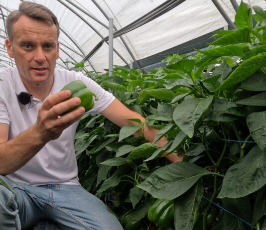 Nowa, wysokoplenna odmiana papryki od Syngenta Polska już w sprzedaży