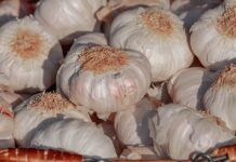 Ukraińskie odmiany czosnku dobrze radzą sobie w Hiszpanii odmiany czosnku