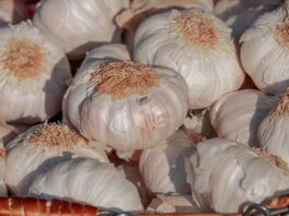 Ukraińskie odmiany czosnku dobrze radzą sobie w Hiszpanii odmiany czosnku
