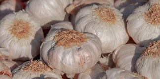 Ukraińskie odmiany czosnku dobrze radzą sobie w Hiszpanii odmiany czosnku