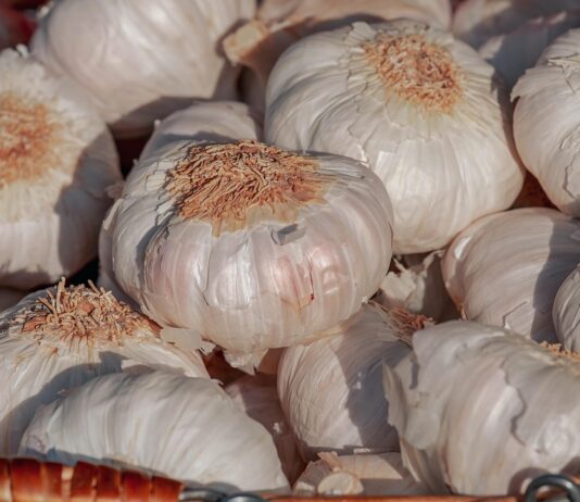 Ukraińskie odmiany czosnku dobrze radzą sobie w Hiszpanii odmiany czosnku
