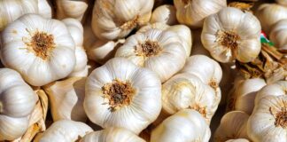 Chiński czosnek w szczycie eksportu. Coraz więcej trafia do Europy chiński czosnek