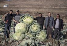 Potężne główki kapusty z Turcji. Największe okazy ważą ponad 50 kg!