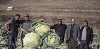 Potężne główki kapusty z Turcji. Największe okazy ważą ponad 50 kg!