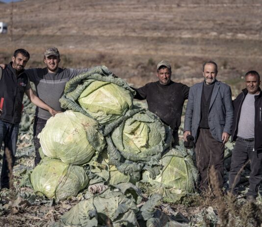 Potężne główki kapusty z Turcji. Największe okazy ważą ponad 50 kg!