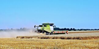 Bizon na polu – jak zapewnić mu długowieczność?