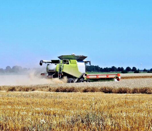 Bizon na polu – jak zapewnić mu długowieczność?