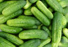 Ta nowa polska odmian ogórka gruntowego może być hitem!