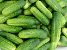 Ta nowa polska odmian ogórka gruntowego może być hitem!