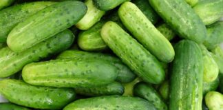Ta nowa polska odmian ogórka gruntowego może być hitem!