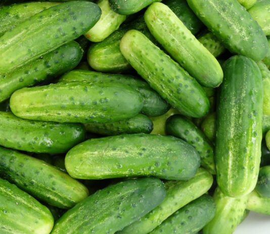 Ta nowa polska odmian ogórka gruntowego może być hitem!