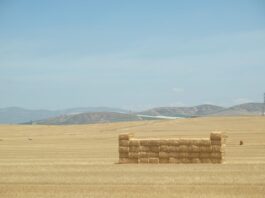 Mercosur pod lupą: szanse, zagrożenia i realia dla zdrowia, rynku i środowiska