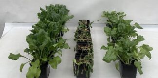 Ochrona roślin przed stresem, przełomowe rozwiązanie