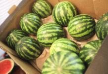 Czy będzie boom na mini arbuzy? Trendy w Wielkiej Brytanii