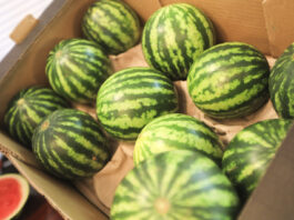 Czy będzie boom na mini arbuzy? Trendy w Wielkiej Brytanii