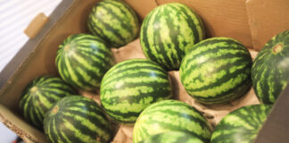 Czy będzie boom na mini arbuzy? Trendy w Wielkiej Brytanii