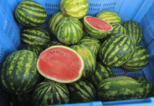 Arbuzy w Polsce. Jak nie popełnić błędów z poprzedniego sezonu?