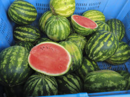 Arbuzy w Polsce. Jak nie popełnić błędów z poprzedniego sezonu?