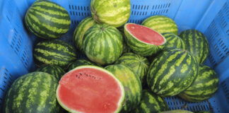 Arbuzy w Polsce. Jak nie popełnić błędów z poprzedniego sezonu?