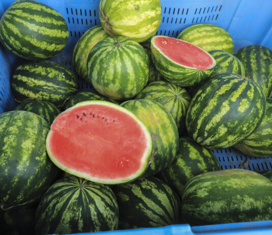 Arbuzy w Polsce. Jak nie popełnić błędów z poprzedniego sezonu?