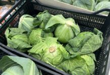 Aktualne ceny kapusty w hurcie i detalu (04.03.2026) ceny kapusty, kapusta, kapusta młoda