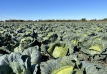 Plantacje kapusty w kolejnym państwie do zaorania. Nie ma zbytu plantacje kapusty, kapusta