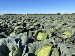 Plantacje kapusty w kolejnym państwie do zaorania. Nie ma zbytu plantacje kapusty, kapusta