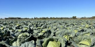 Plantacje kapusty w kolejnym państwie do zaorania. Nie ma zbytu plantacje kapusty, kapusta