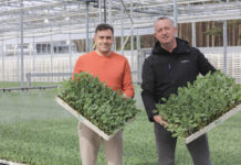 Rozsada kalafiorów trafia do producentów. Jakie odmiany na wiosenne nasadzenia 2026